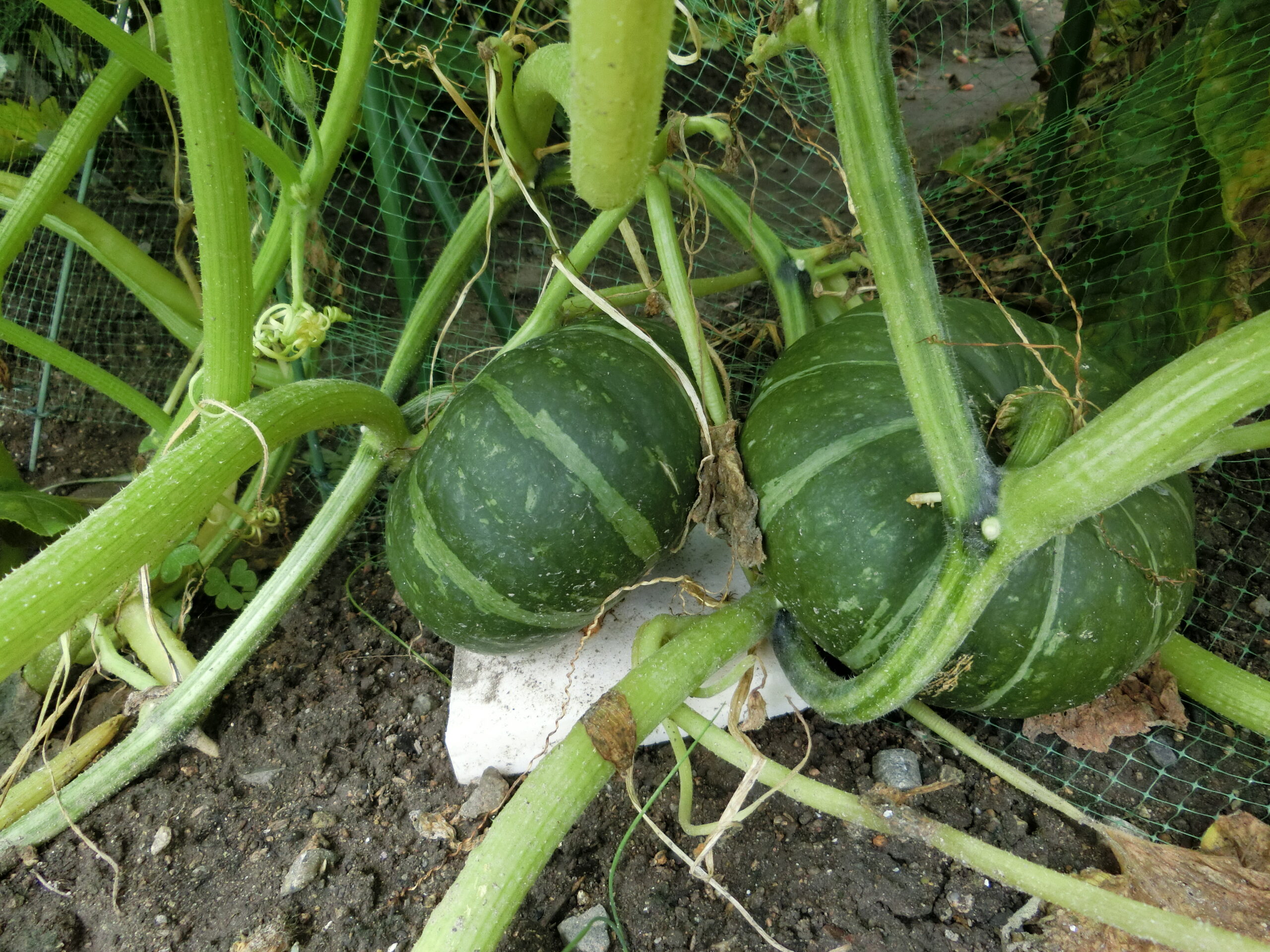 農園くらぶ ８月６日 土 実施 兵庫栄養振興会