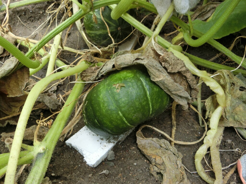 農園くらぶ ８月６日 土 実施 兵庫栄養振興会
