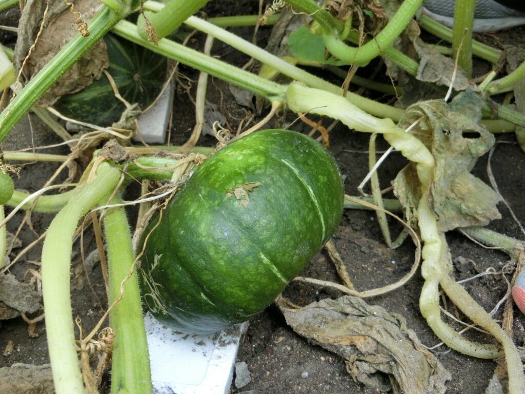 農園くらぶ ８月６日 土 実施 兵庫栄養振興会